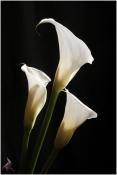 Calla Lillie