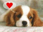pupie