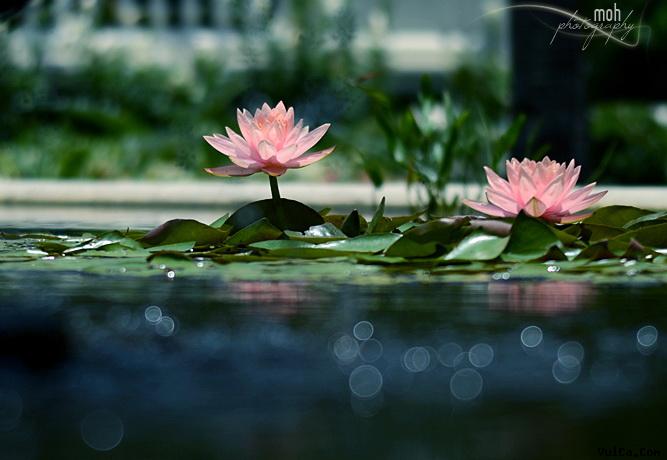hoa_sen_1_967635326