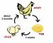 Con gà đẻ ra cái trứng hay cái trứng đẻ ra con gà?