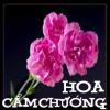Hoa_camchuong đang tren mạng.