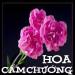 Hoa_camchuong