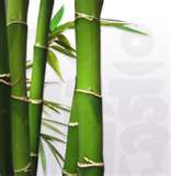 Hoa_Phuong