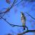 Van_Linh